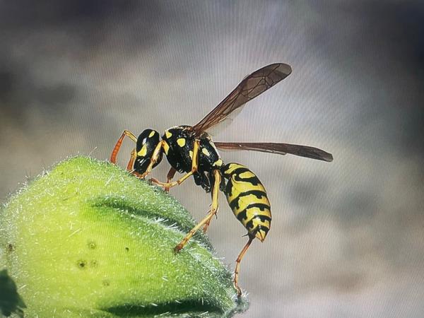 Franse veldwesp (Polistes dominula)